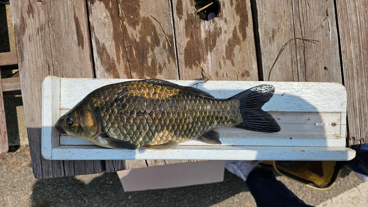 3.���(35cm).jpg